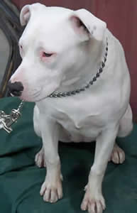 Immortalz Sassy Sally